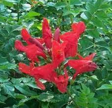 Honeysuckle, Cape Red Riot