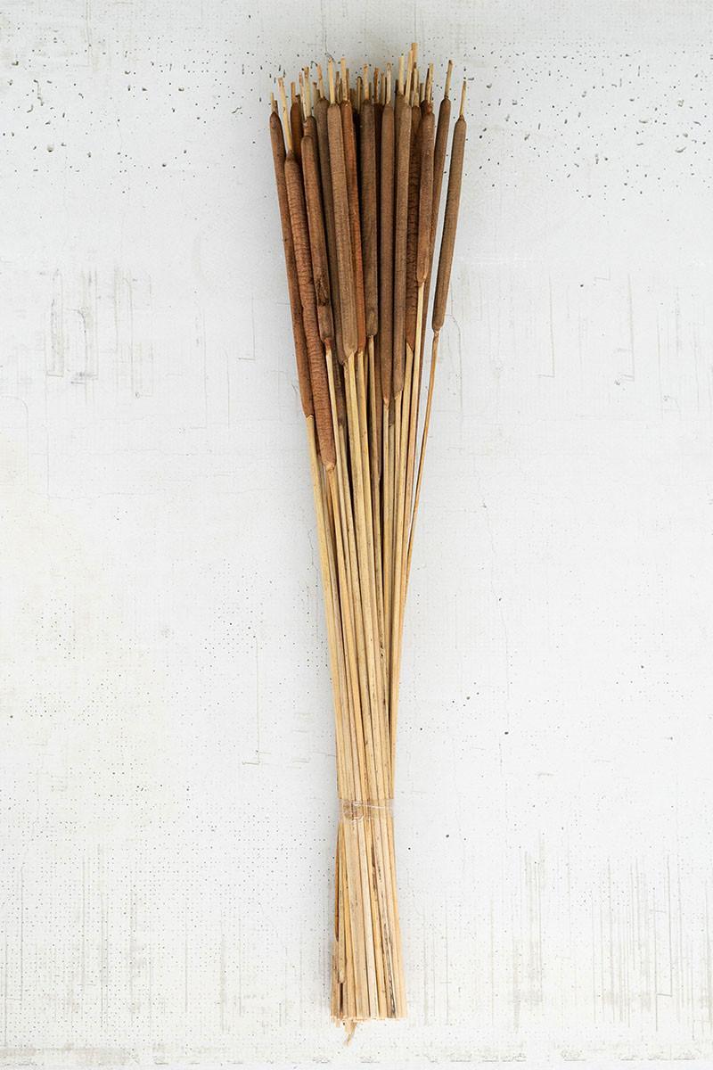 Bundle of Dried Miniature Cattails