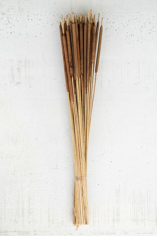 Bundle of Dried Miniature Cattails