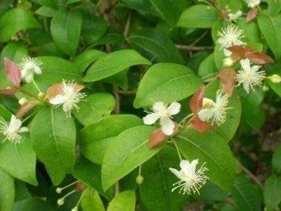 Topiary, Eugenia Myrtifolia 2 Ball