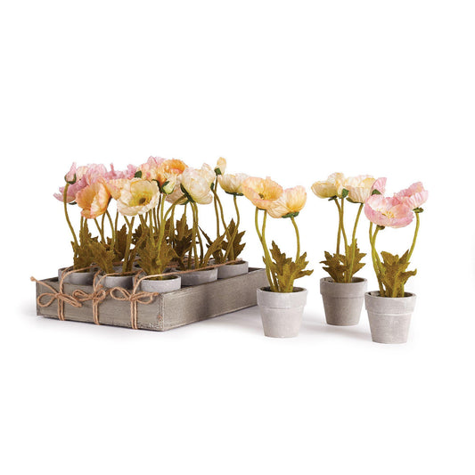Potted Mini Poppies