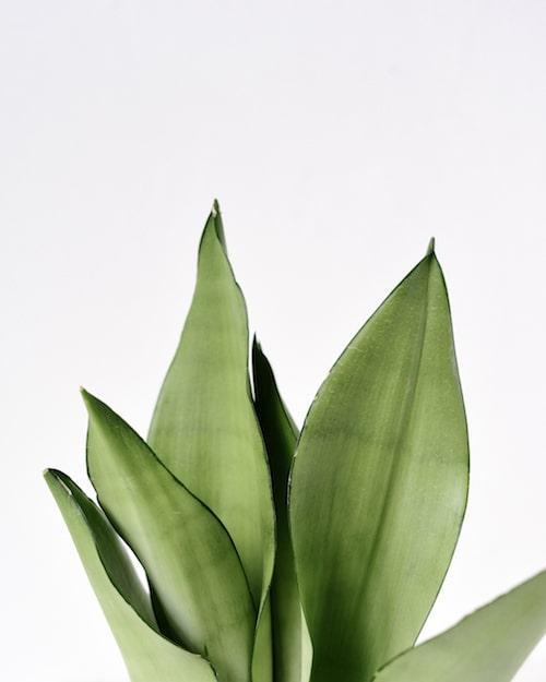 Sansevieria, Moonshine