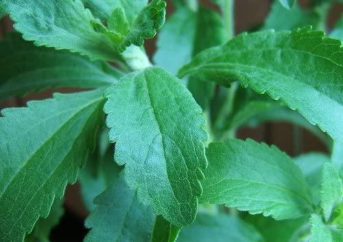 Herb, Stevia