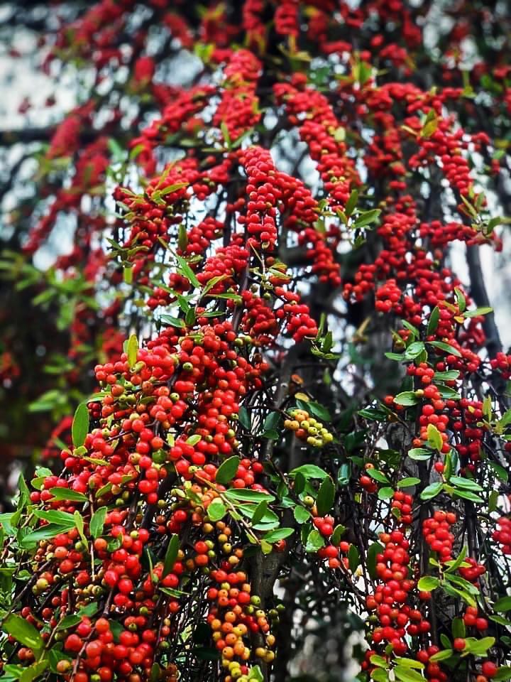 Holly, Weeping Yapon