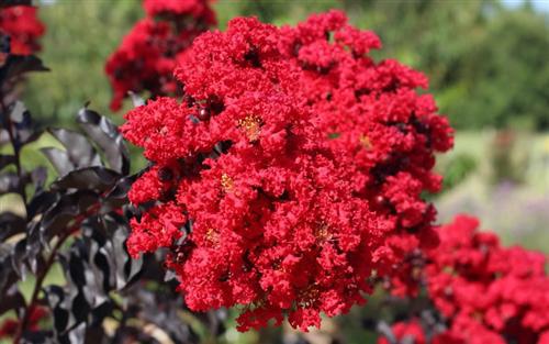 Crape Myrtle, Ebony Fire MT