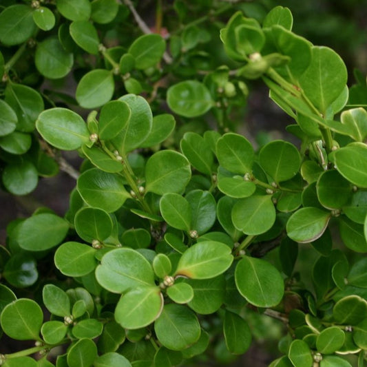 Boxwood, Japanese