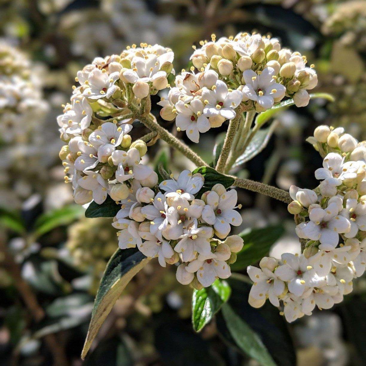 Viburnum, Chindo