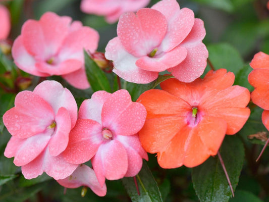 Impatiens, Variety
