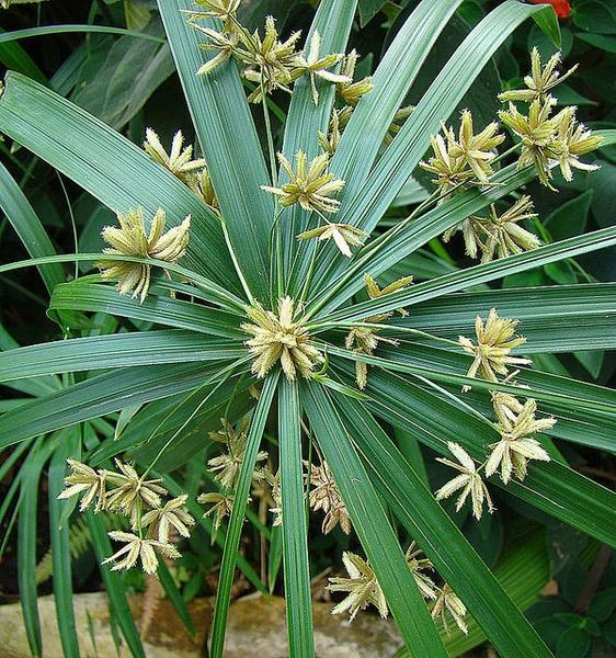 Umbrella Palm