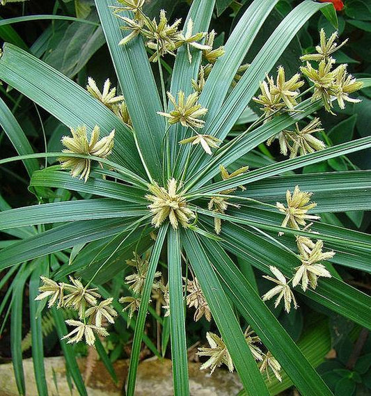 Umbrella Palm