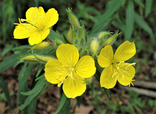 Sun Drops, Calylophus