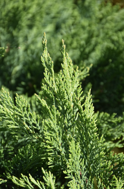 Juniper, Tam