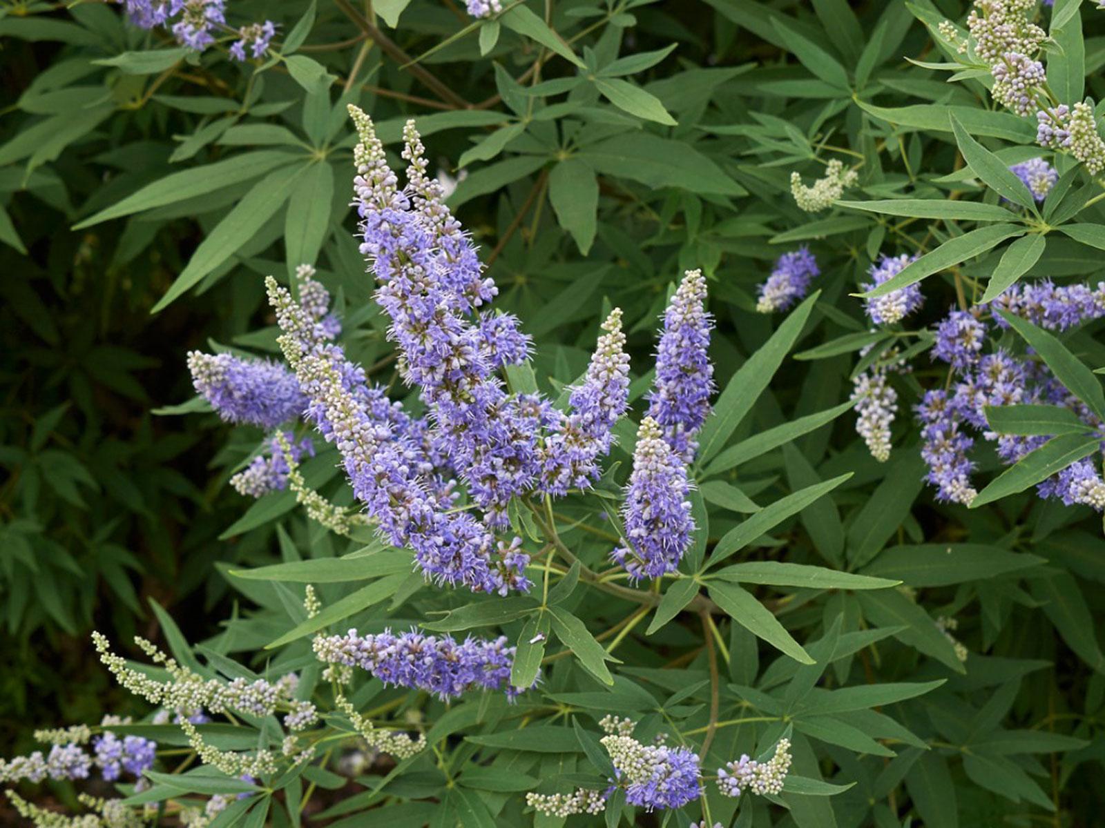 Vitex, Tree Form