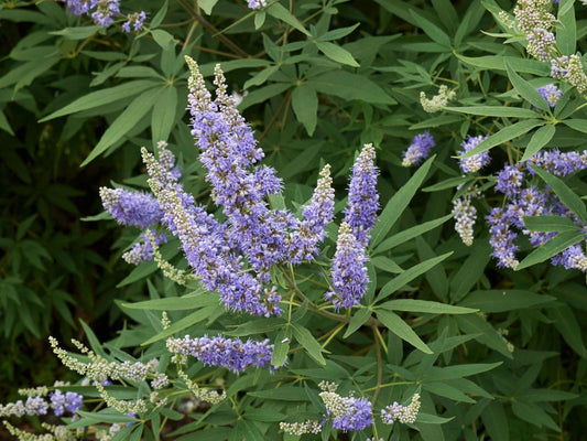 Vitex, Tree Form