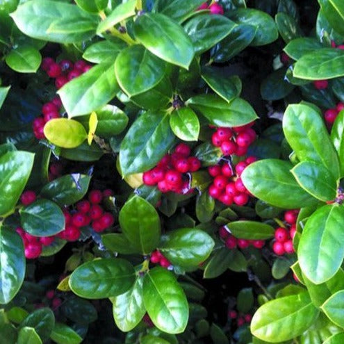 Holly, Dwarf Burford