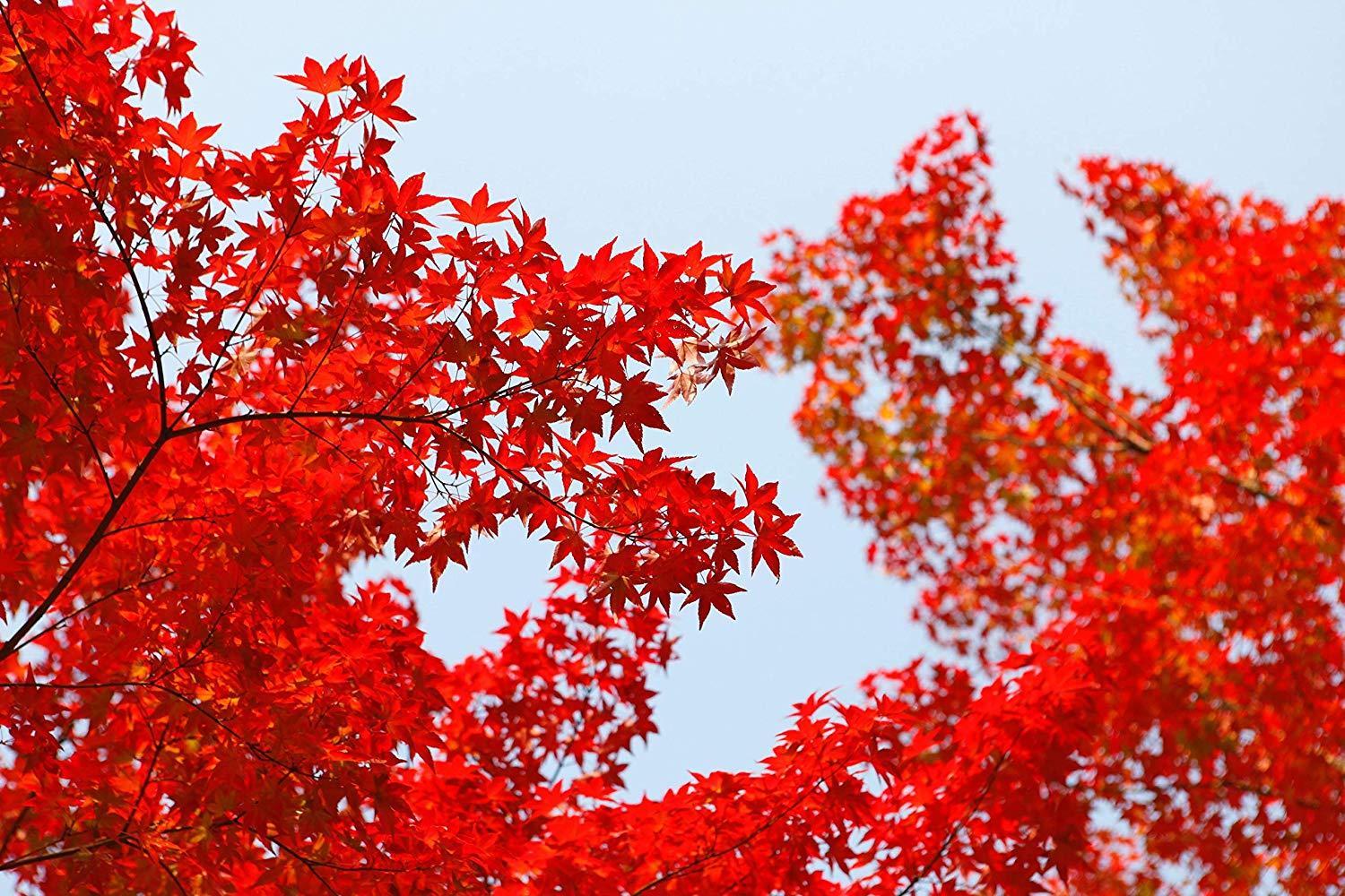 Maple, Red Drummond