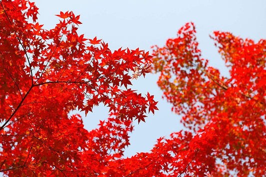 Maple, Red Drummond