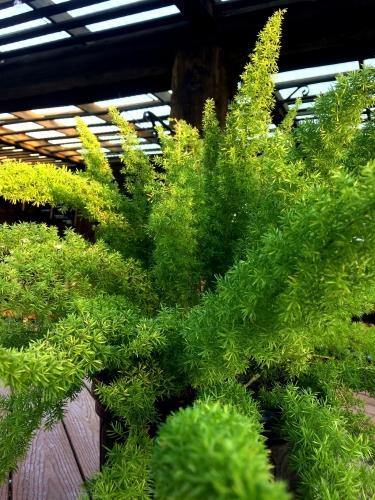 Fern, Foxtail