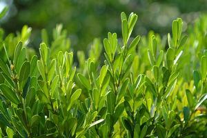 Boxwood, Harland