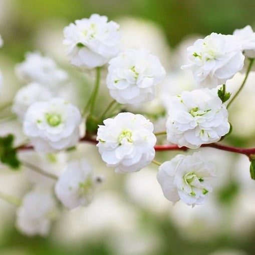 Spirea, Bridal Wreath (White)