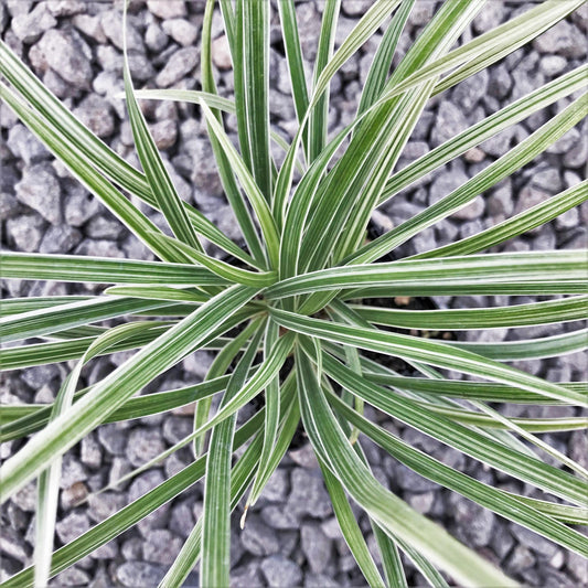 Grass, Aztec