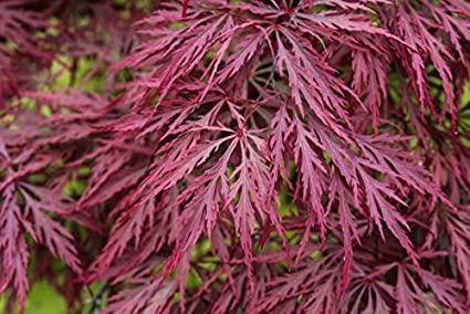 Maple, Japanese Crimson Queen