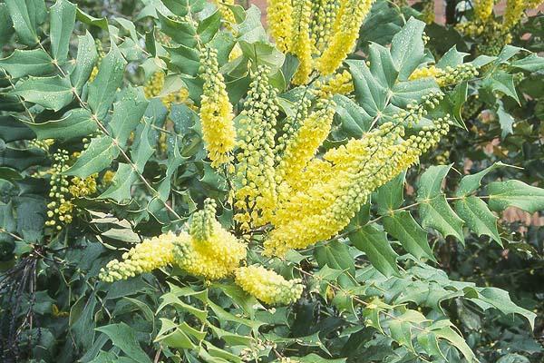 Mahonia, Chinese