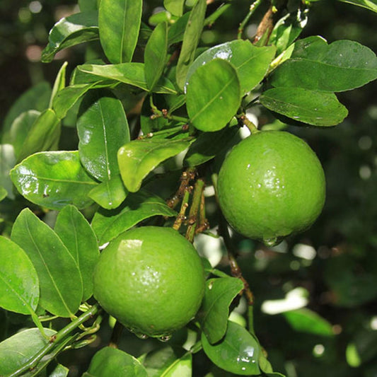 Lime, Key
