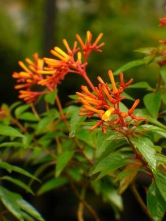 Firebush, Mexican