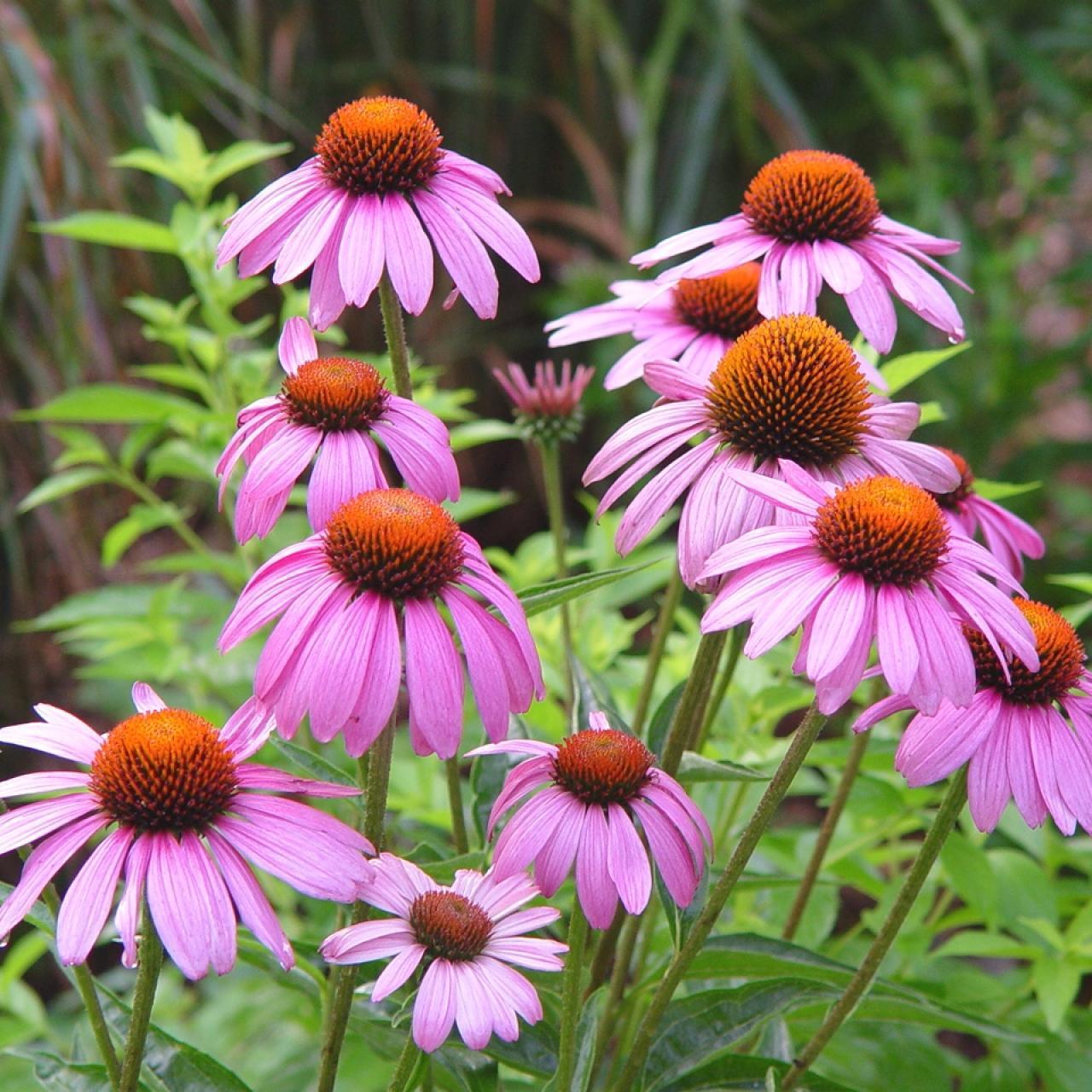ConeFlower, Variety