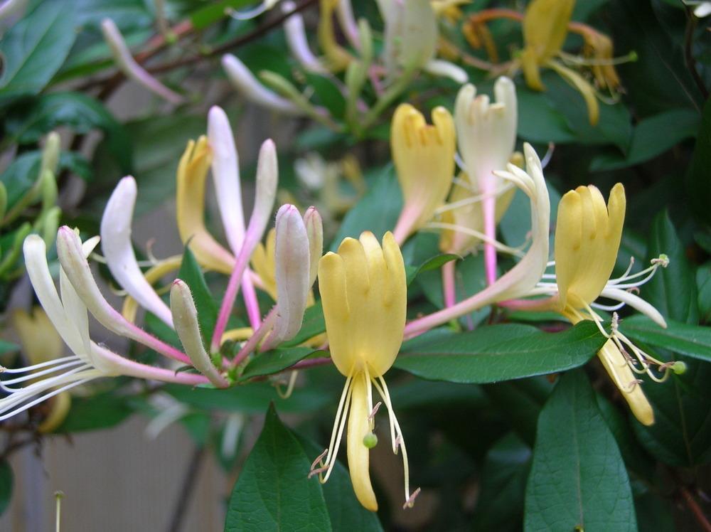 Honeysuckle, Purple