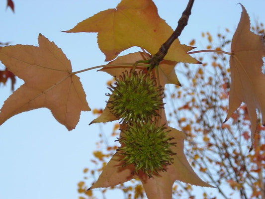 slender silhouette sweetgum