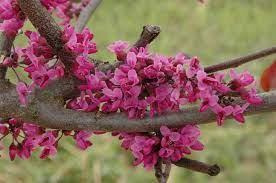 Red Bud, Merlot