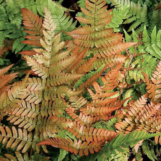 Fern, Autumn