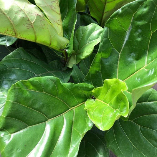 Ficus, Lyrata Standard (Fiddle Leaf Fig)