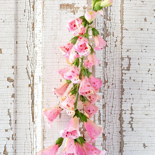 Faux English Foxglove