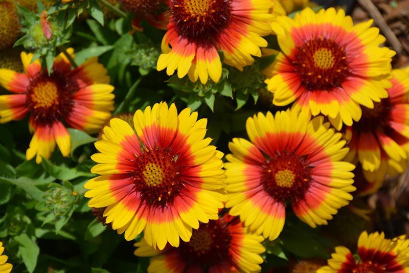 Gaillardia, (Blanket Flower)