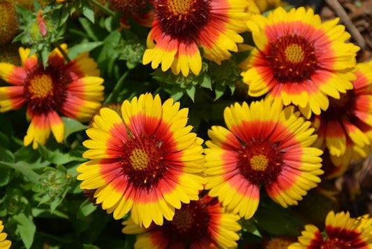 Gaillardia, (Blanket Flower)