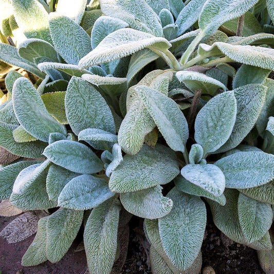 Lambs Ear