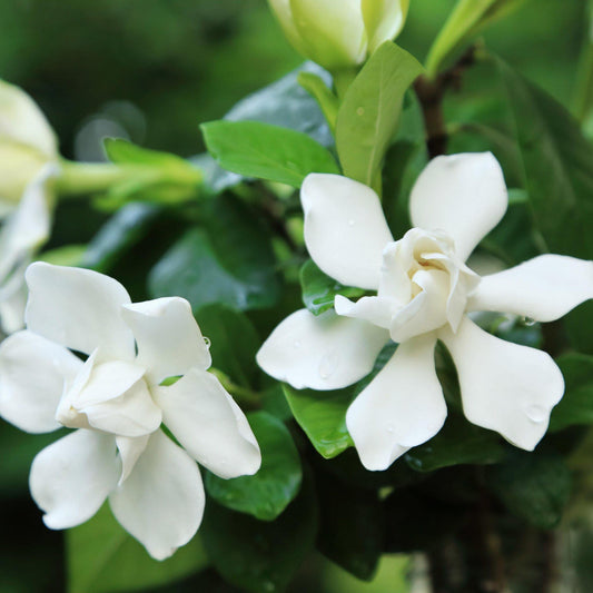 Gardenia, Radican (Dwarf)