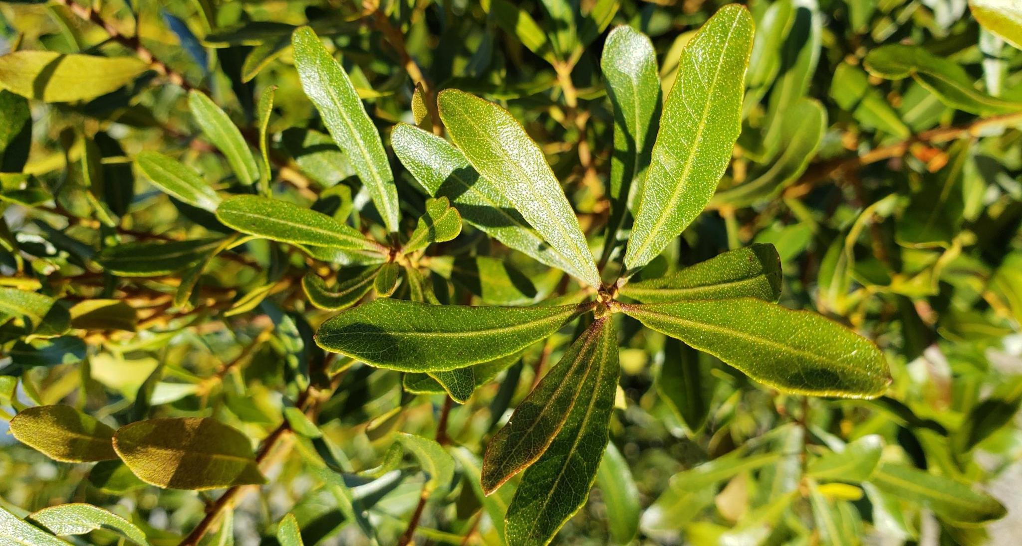 Wax Myrtle, Southern