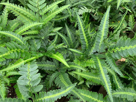 Fern, East Indian Holly
