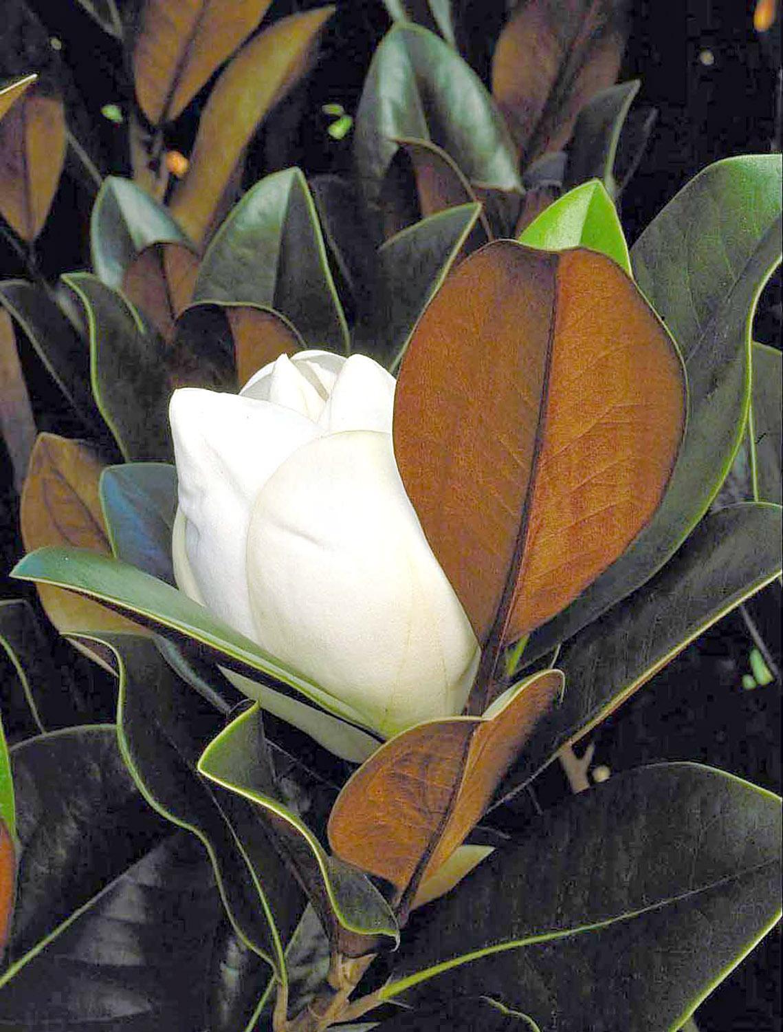 Magnolia, DD Blanchard – Honey Locust Farms