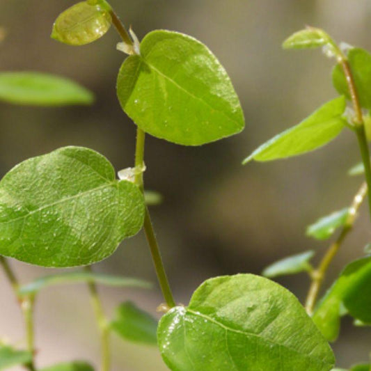 Ivy, Fig (Variety)