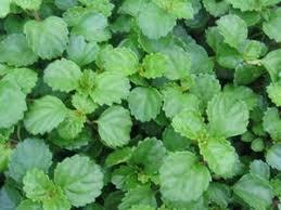 Ivy, Swedish
