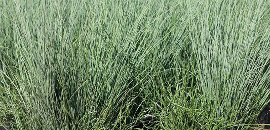 Grass, Juncus - 'Junco'