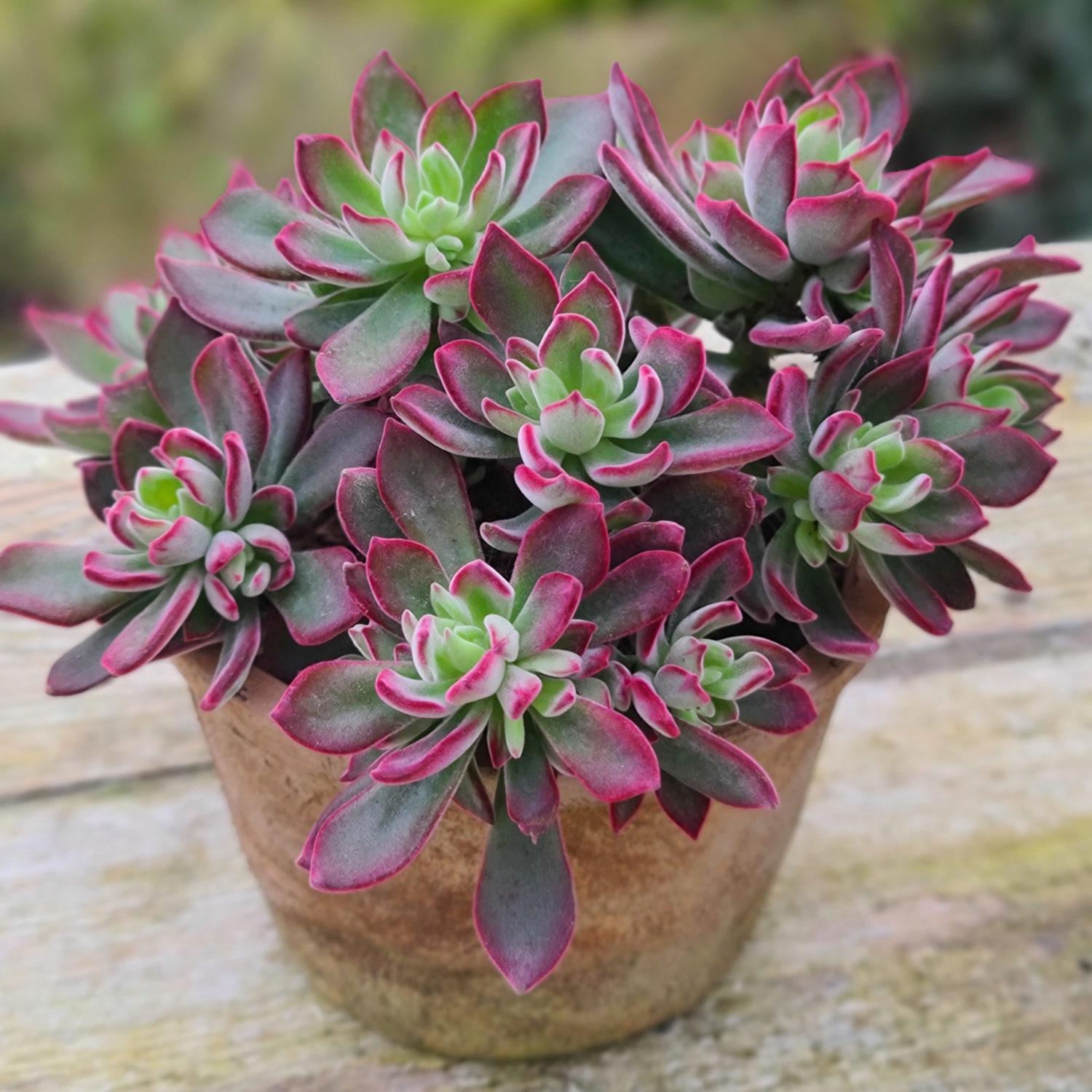 Echeveria, Variety