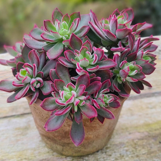 Echeveria, Variety