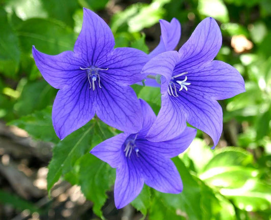 Platycodon (Balloon Flower), Blue