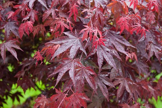 Maple, Japanese Bloodgood